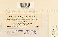 Pileolaria brevipes image