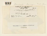 Pileolaria brevipes image