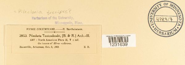 Pileolaria brevipes image