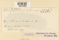 Pileolaria brevipes image