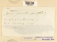 Pileolaria brevipes image