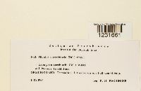 Pileolaria terebinthi image