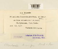 Pileolaria brevipes image