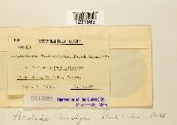 Pileolaria brevipes image