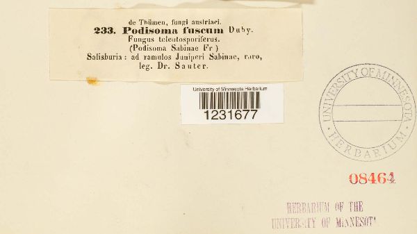 Podisoma fuscum image