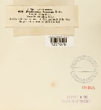 Podisoma fuscum image