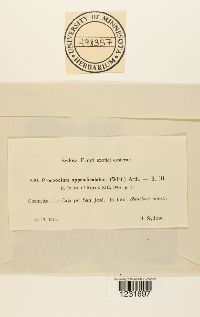 Prospodium appendiculatum image