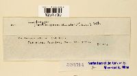 Prospodium appendiculatum image
