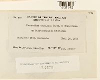 Porotenus depallens image