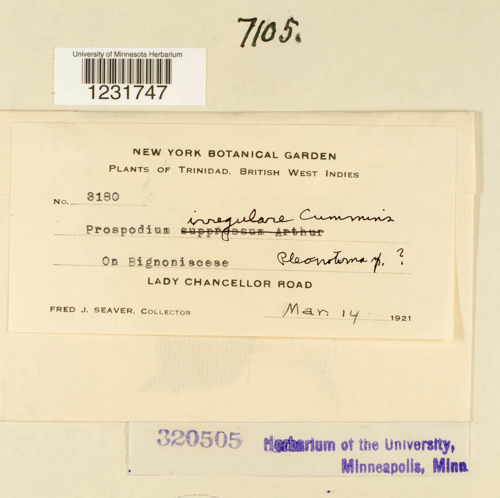 Prospodium irregulare image