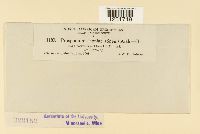 Prospodium lippiae image