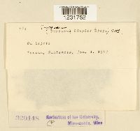 Prospodium lippiae image