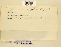 Prospodium lippiae image