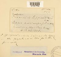 Prospodium lippiae image