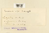 Prospodium lippiae image