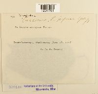 Prospodium lippiae image