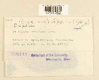 Prospodium lippiae image