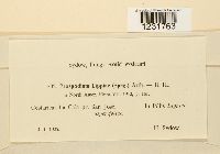 Prospodium lippiae image