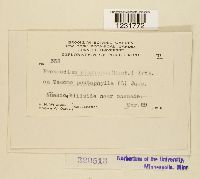 Prospodium plagiopus image