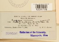 Prospodium transformans image