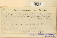 Prospodium transformans image