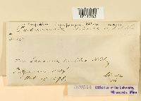 Prospodium transformans image