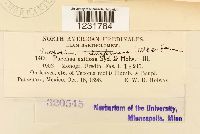 Prospodium transformans image