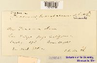 Prospodium transformans image