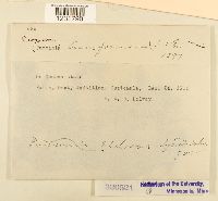 Prospodium transformans image