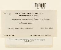 Prospodium transformans image