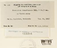 Prospodium transformans image