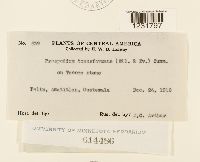 Prospodium transformans image