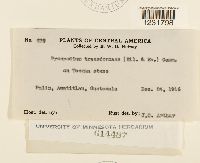 Prospodium transformans image