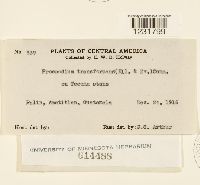 Prospodium transformans image