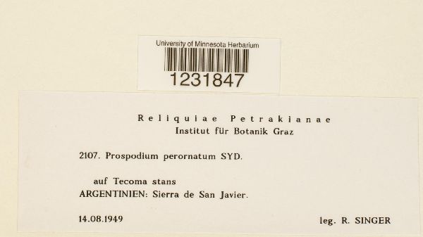 Prospodium perornatum image