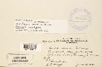 Puccinia amphigena image