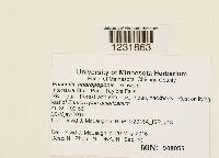 Puccinia andropogonis image