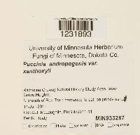 Media resource of Puccinia andropogonis