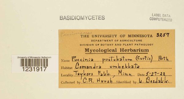 Puccinia pustulata image