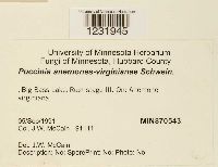 Puccinia anemones-virginianae image
