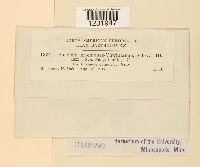 Puccinia anemones-virginianae image