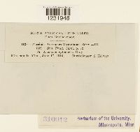 Puccinia anemones-virginianae image