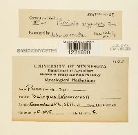 Media resource of Puccinia angustata