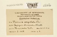 Puccinia angustata image