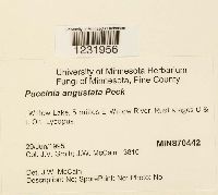 Puccinia angustata image