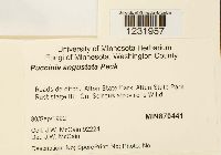 Puccinia angustata image