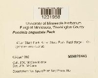 Puccinia angustata image