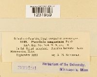 Puccinia angustata image