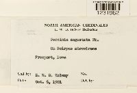 Puccinia angustata image