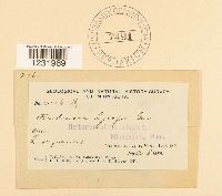 Aecidium lycopi image